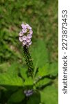 Small photo of Heliotropium indicum, commonly known as Indian heliotrope, Indian turnsole is an annual, hirsute plant that is a common weed in waste places and settled areas. It is native to Asia.