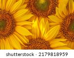 Pattern  sunflower flowers....