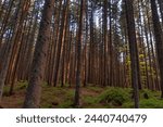 Small photo of Nature's Refuge: Tranquil Spruce Forest Offering Solace and Peace