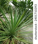 Small photo of Kudus, Indonesia - 30th December 2020: Yucca gloriosa is an erect, evergreen tree-like Yucca that can grow to 2m in height.