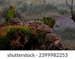 Small photo of mushrooms in the Dutch wood midwinter