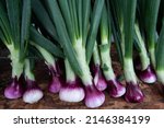 freshly harvested purple and white sweet spring onions with green stems