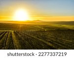 The landscape of South Moravia photographed against the sun looks beautiful.  In the distance is Pálava and all around the vineyard itself