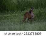 Small photo of Normal barking, or Ikeng, or Fan, or popularly known as Keng, is a type of barking deer. It is the most well-known type of barking deer and has the widest distribution area.
