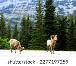 Small photo of Mountain goats forage for grasses on dry land