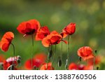 Poppies flowering Latin papaver rhoeas with the light behind in Italy in Springtime a remembrance flower for war dead and veterans November 11, Anzac Day, April 25, VE day, VJ day and remembrance days
