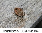 Brown Marmorated Stink Bug Or...