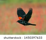 A male red-winged blackbird flies past a flower patch of Eaton