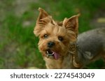 A dog on a walk. The dog is walking. Yorkshire Terrier in the park 