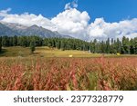 Small photo of Baisaran Valley in Kashmir, Mini Switzerland of India. Lush green meadows and pine forest of Baisaran Valley which is just few kilometers away from Pahalgam, Kashmir.