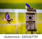 A bird flying next to a birdhouse,the beauty of nature.