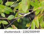 Small photo of Cambacica, scientific name: Coereba flaveola. Cambacicas are small beautiful birds from the family Coerebidae. This species is the only representant from the genus Coereba.