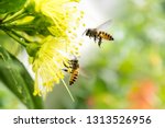 Flying Honey Bee Collecting...