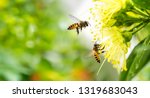 Flying honey bee collecting pollen at yellow flower. Bee flying over the yellow flower in blur background