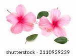 Pink Hibiscus Flower With Leaf...