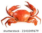 Red Sea Crab isolated on white background, Scylla serrata or Serrated mud crab on white With clipping path.
