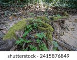 Small photo of Beautiful green moss on the big tree roots, Big tree draped with Club Moss in Rainforest.