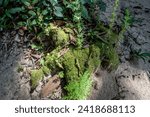 Small photo of Beautiful green moss on the big tree roots, Big tree draped with Club Moss in Rainforest.