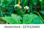 Small photo of Indian heliotrope, also known as turnsole, is a small flowering plant with purple and white flowers. Its leaves change color in sunlight.