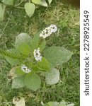 Small photo of Bangladesh Heliotrope is a herb, slightly woody at base.
