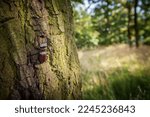 Small photo of Dominant stag beetle, lucanus cervus, holding the defeated one turned upside down in mandibles during a fight on a branch in summer. Insect males battling in green nature. A rare and endangered beetle