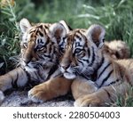Portrait of two tiger cub siblings