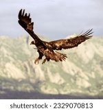 Small photo of The Golden Eagle is one of the largest, fastest and nimblest raptors in North America. Gold feathers gleam on the back of its head and neck; a powerful beak and talons advertise its hunting prowess.