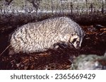 Small photo of The badger is a very robust and stocky animal with a short, bushy tail. It has a comical walk since it has to swagger or waddle because of its short legs and broad body.