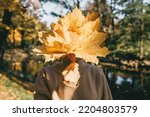 A beautiful woman is holding a bouquet of yellow autumn leaves covering her face. Autumn mood and concept. 