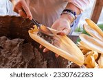 Small photo of hands making mexican tamales kneaded in a clay pot, piloncillo tamales made with black corn, homemade traditional mexican dish.