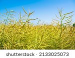 Oilseed rape crop is ripe in the yellow field. Rapeseed is the source of vegetable oil and protein meal. Rapeseed oil is used for the production of margarine, biodiesel, as well as other industries.