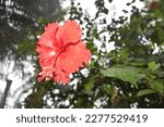 Find Jaba Flower stock images in HD and millions of other royalty-free stock photos, illustrations and vectors in the Shutter stock collection.