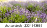 Small photo of Lavender bushes closeup on sunset. Sunset gleam over purple flowers of lavender. Bushes on the center of picture and sun light on the left. Provence region of france.