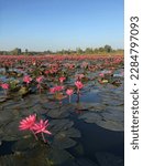 Small photo of Nong Bua Daeng, Bua Sai, the lotus flowers are blooming in the morning.