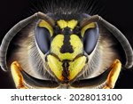 Super Macro Portrait Of A Wasp...