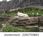 White mountain goats in Glacier National Park Montana