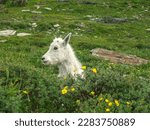 Small photo of Little Baby White Mountain Goad between flowers