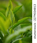 Small photo of Fresh Tea Leaf and bud