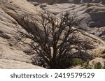 The mesas, and rock promontories of the San Rafael Swell are punctuated by dramatic valleys filled with hoodoos, and narrow slot canyons that draw hikers and rock climbers to South Central Utah.