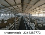 Goat farm. interior of a goat...