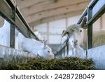 Goat farm feed distribution...