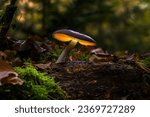 Glowing Mushroom on a moldy tree trunk