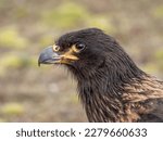 Small photo of A Near Threatened bird of prey of the family Falconidae, the Striated Caracara. An opportunistic bird that will feed on almost anything is found in Patagonia and the Falkland Islands.