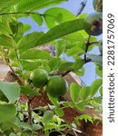 Small photo of guava tree photo from Villegas