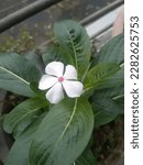 Catharanthus Roseus  Commonly...