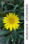Small photo of Sunflower cosmos. Wallow. Green . Natural. Beautiful. Photo.