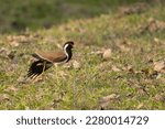 Small photo of The red-wattled lapwing (Vanellus indicus ) is an Asian lapwing or large plover, a wader in the family Charadriidae. Like other lapwings they are ground birds that are incapable of perching.
