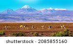 Scenic Landscape With Vicunas...