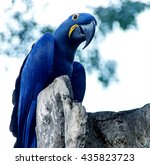 Parrot Blue Spix's Macaw Close...