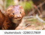 Small photo of A wild mink from the coast of Lake Huron